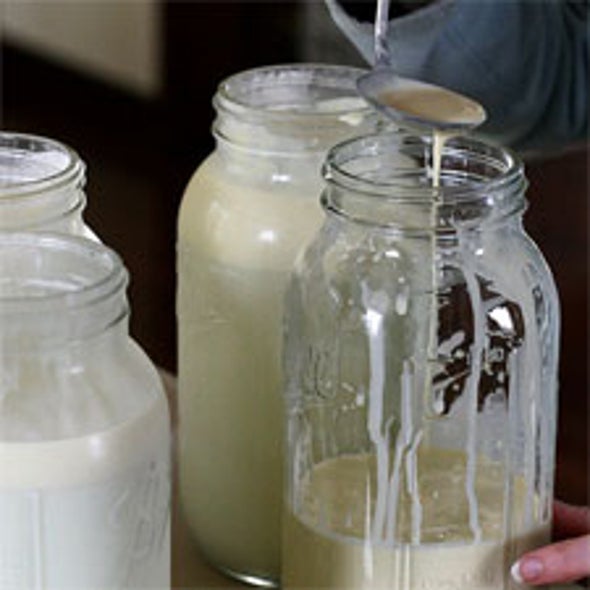 Got <i>E. coli</i>? Raw Milk's Appeal Grows Despite Health Risks