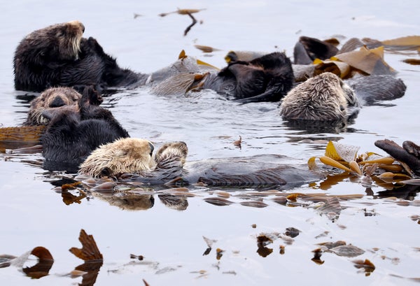 Floating sea otters playing in kelp.
