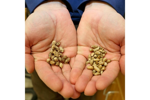 Modern Peanut's Wild Cousin, Thought Extinct, Found in Andes