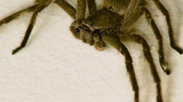 Do dangerous spiders lurk in grocery store produce? - Scientific American