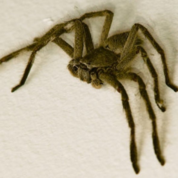 Do dangerous spiders lurk in grocery store produce?