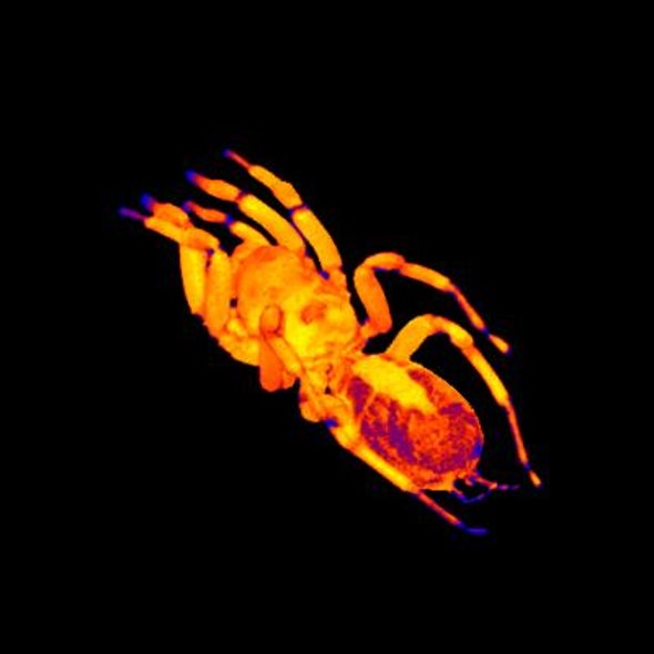 First-Ever MRI of a Tarantula's Beating Heart