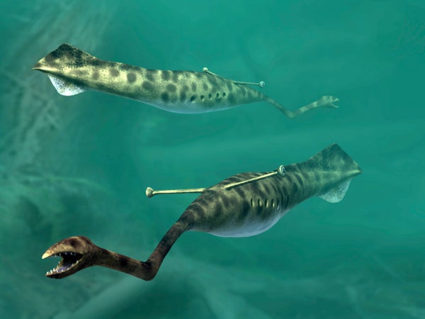 Group of Tully Monsters swimming