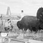 AMERICAN BISON CONSTRUCTION