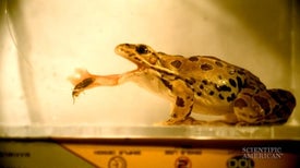 Soft, Sticky Frog Tongues Slurp Supper