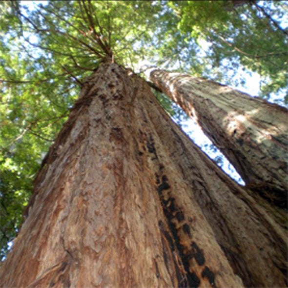 Redwood Watch
