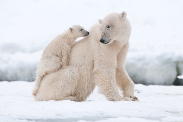 Polar bear cub climbing on mama bear