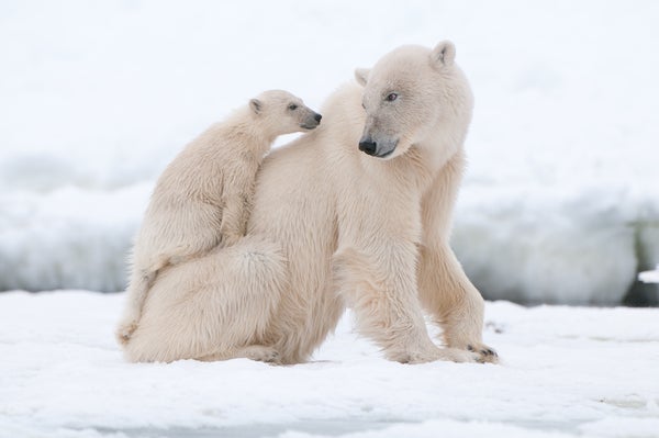 Mama Bears Use Humans To Keep Their Cubs Safe