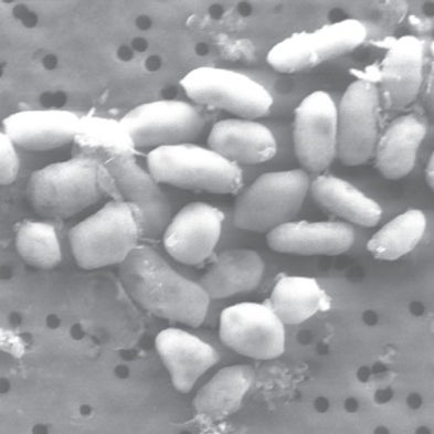 Poison Nil: Mono Lake Bacterium Exhibits Exotic Arsenic-Driven Biological Activity