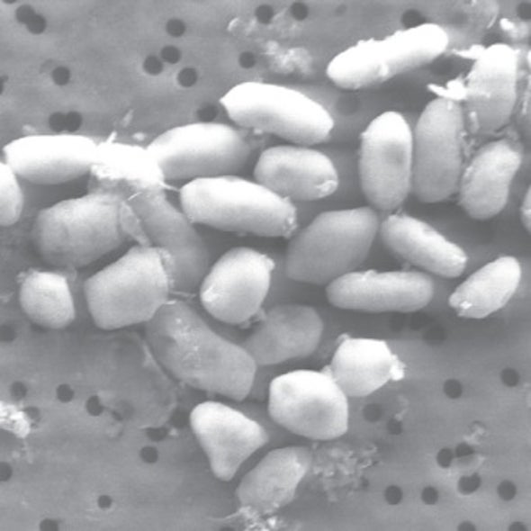 Poison Nil: Mono Lake Bacterium Exhibits Exotic Arsenic-Driven Biological Activity