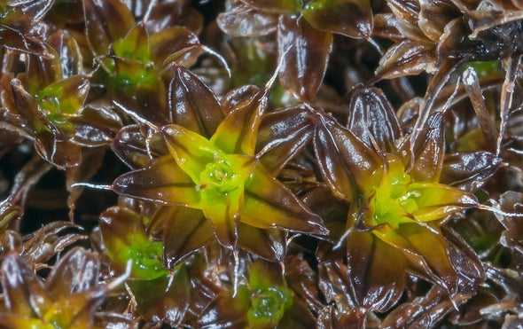 The Moss That Lives under a Rock