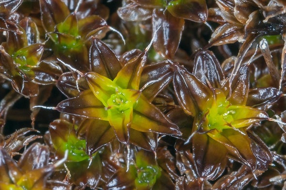 The Moss That Lives under a Rock