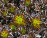 This moss survived 165 million years — and now it's under threat