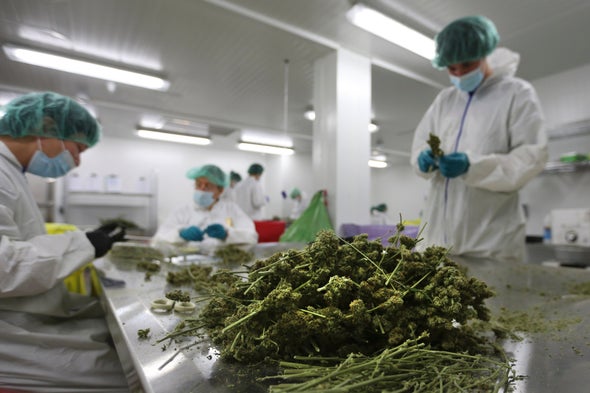 Scientists Want the Smoke to Clear on Medical Marijuana Research