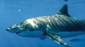 Shark-Smitten Tourists Help Save Guadalupe's Great Whites
