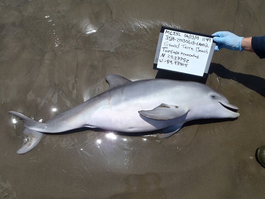 Oil May Have Killed Gulf Dolphins
