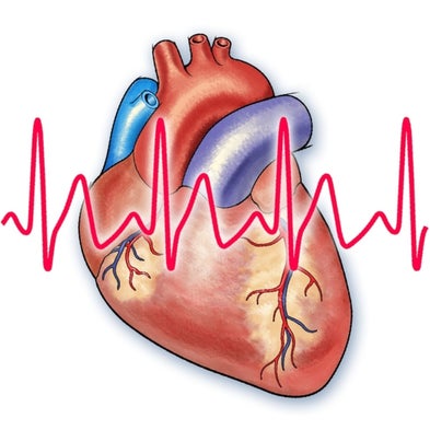 Cardiovascular System Science: Investigate Heart-Rate Recovery Time ...