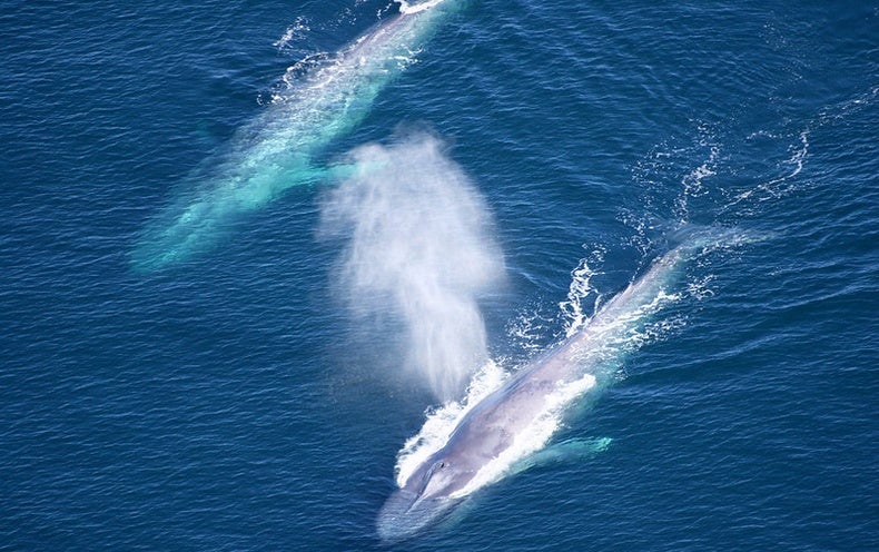 Blue Whale Song Timing Reveals Time To Go Scientific American