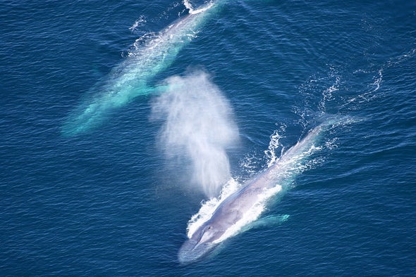 Blue Whale Song Timing Reveals Time to Go