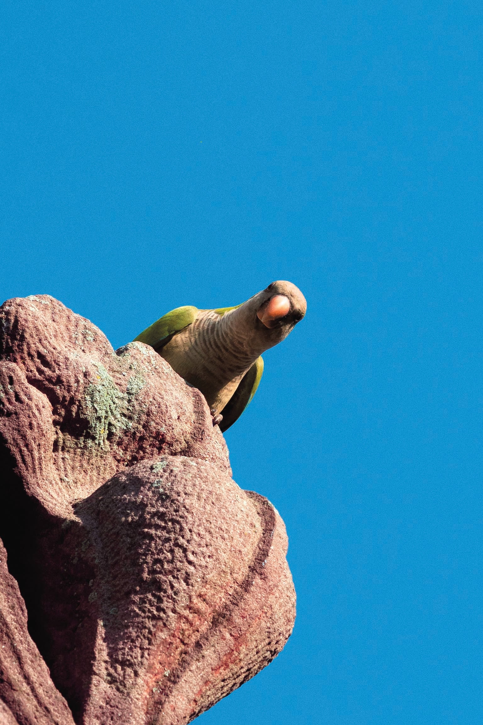 A monk parakeet sitting atop a rock.