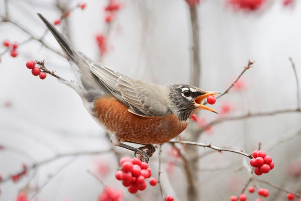 Action shot of robin eating a bright red berry on a tree limb.