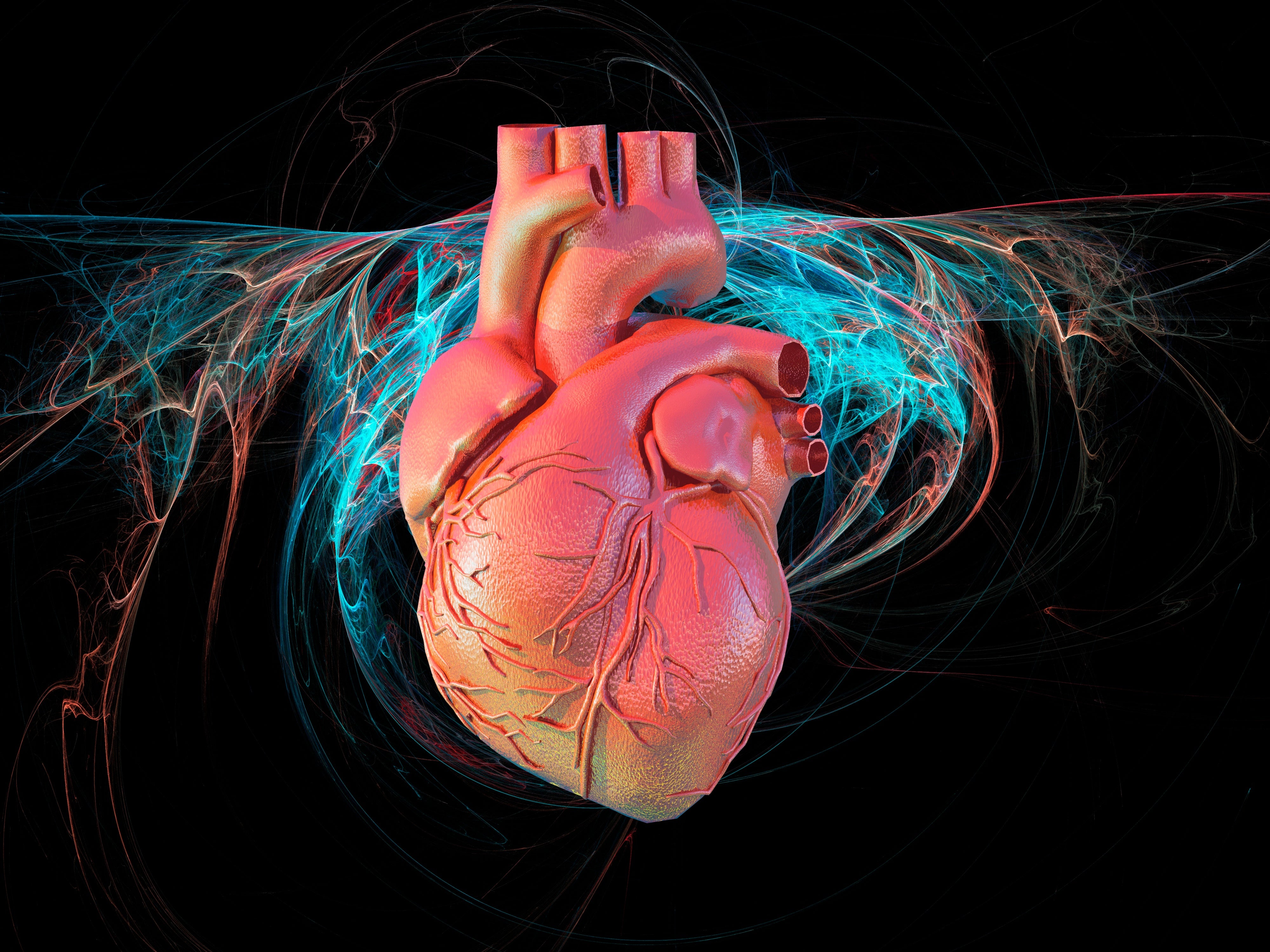 Should Computer Simulations Replace Animal Testing for Heart Drugs? -  Scientific American
