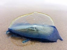 Bizarre Blue 'Jellyfish' Washing Up on California Beaches Are a Sign of Spring