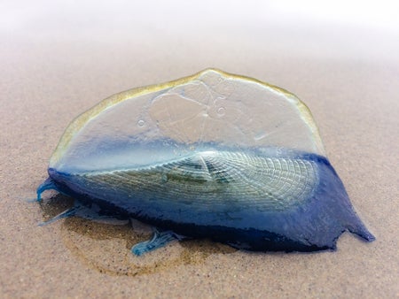 Close-up on Velella Velella sitting on sand after washing up on shore