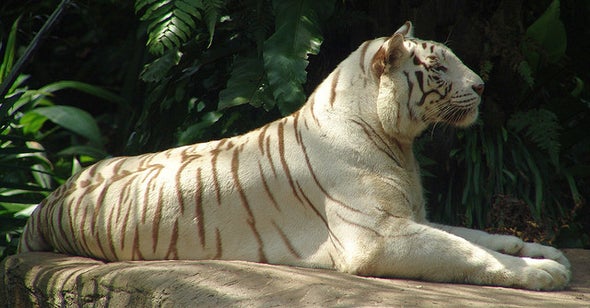 Save tiger essay