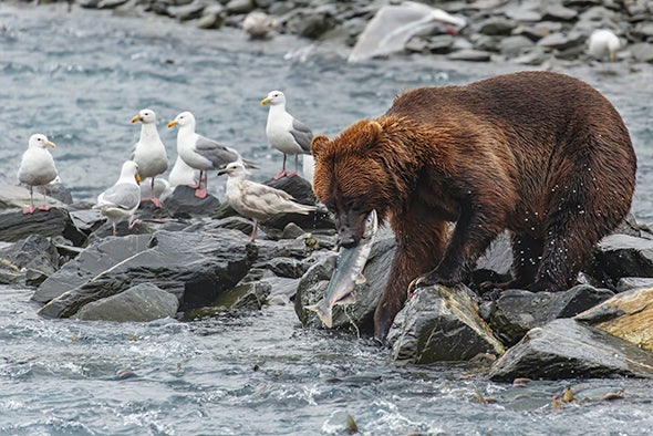 Grizzly Diet Has Several Surprises, Bear Hair Chemistry Shows - Scientific  American