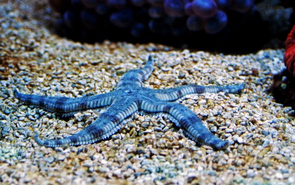 When Same-Sex Mating Makes Reproductive Sense