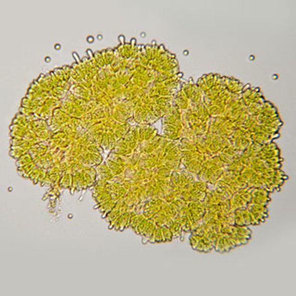 Powering Our Automotive Future with--Pond Scum