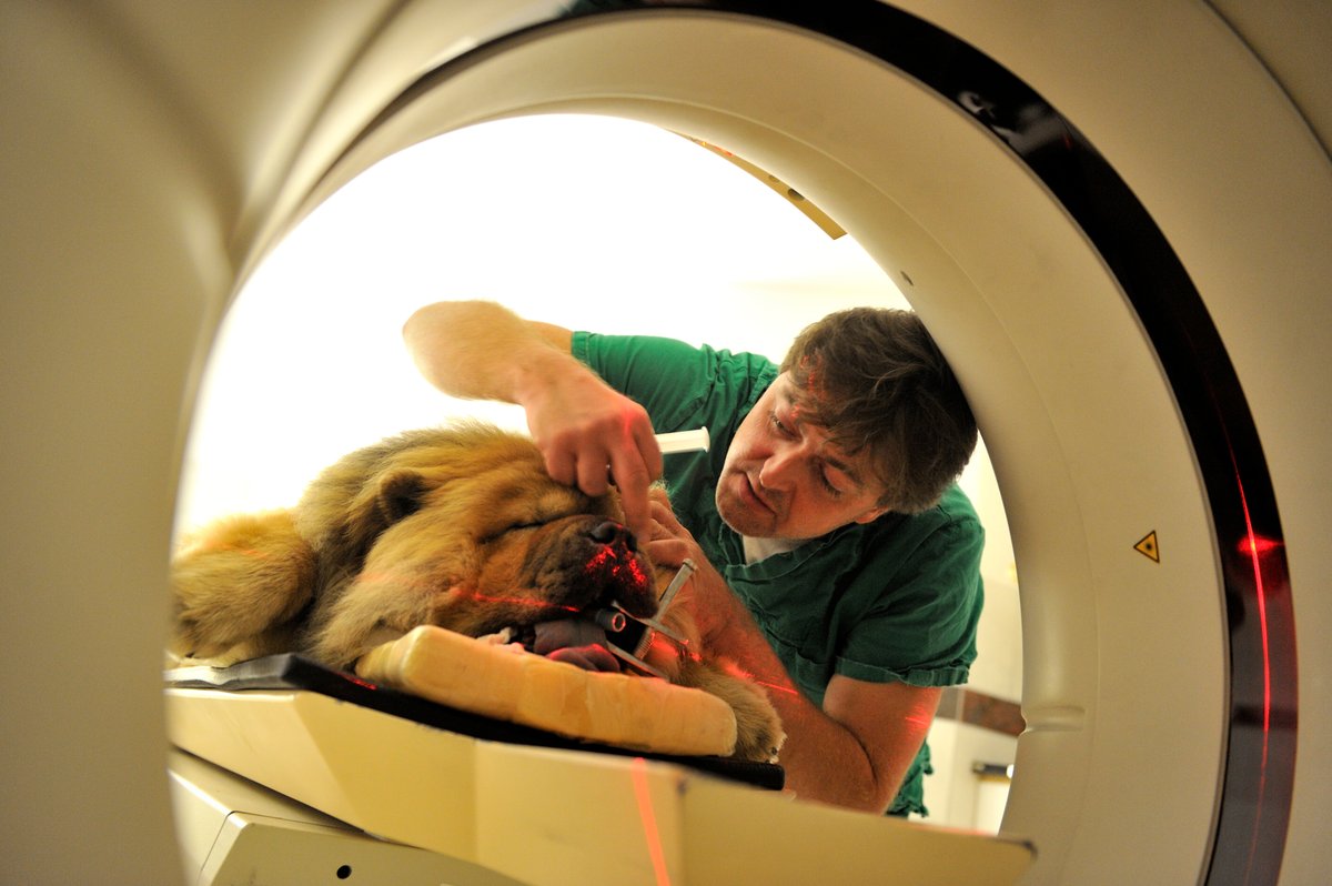 Stem Cells for Snoopy: Pet Medicines Spark a Biotech Boom | Scientific ...