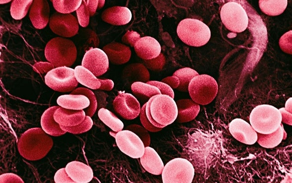 Blood Cells Remember Your Mountain Vacation