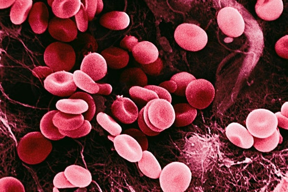 Blood Cells Remember Your Mountain Vacation
