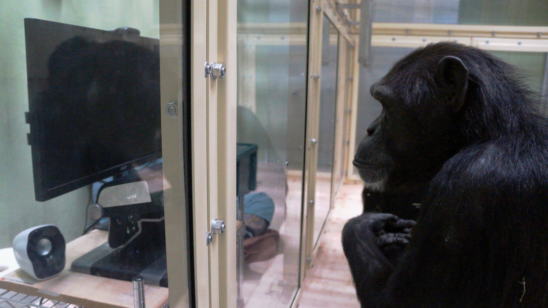 Chimps May Be Capable of Comprehending the Minds of Others | Scientific American
