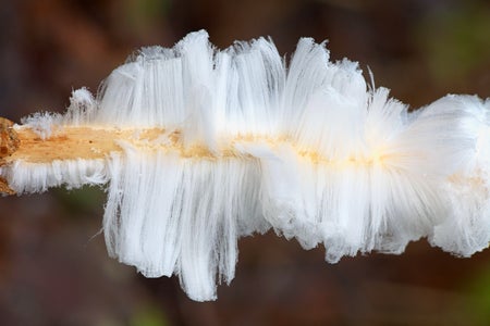 Super fine ice that looks like strands of hair grows on a piece of wood.