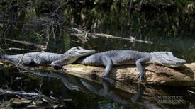 Birds Benefit When Gators Guard