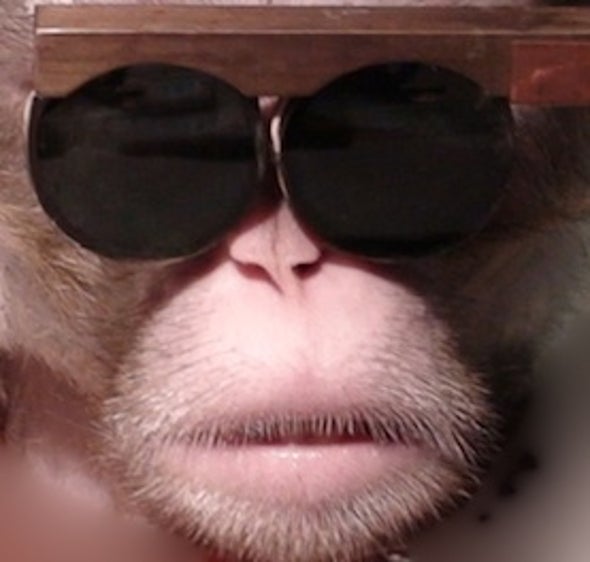 Shape-Shifting: Researchers Change How Monkeys See in 3-D