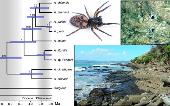 Seafaring Spiders Made It around the World--in 8 Million Years