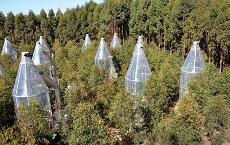 Parramatta red gum trees growing in climate-controlled pods.