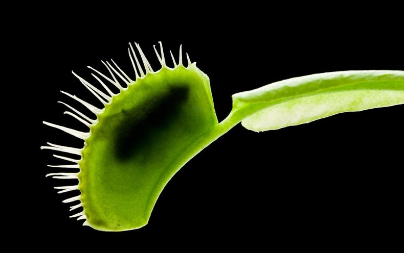 A Remote Controlled Carnivorous Plant?