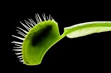 A Remote Controlled Carnivorous Plant?