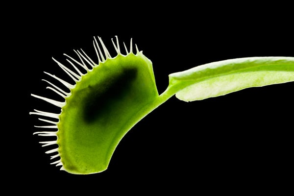 Close-up of a Venus flytrap.