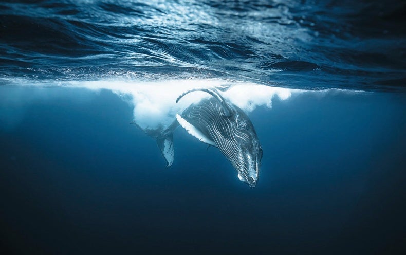 2100 Blue Whale Stock Photos Pictures  RoyaltyFree Images  iStock   Whale Humpback whale Sperm whale