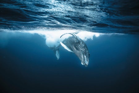Humpback whale shown just below the surface of the ocean, diving toward the camera.