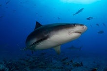 Tiger Sharks, Tracked Over Decades, Are Shifting Their Haunts With Ocean Warming