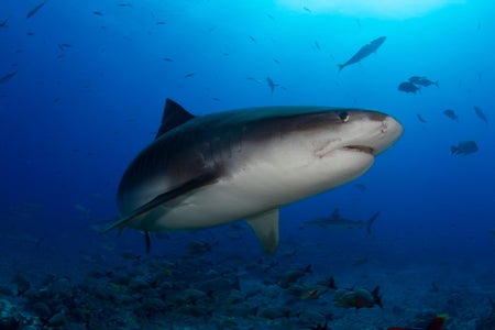 A large shark swims close to the camera in the ocean.