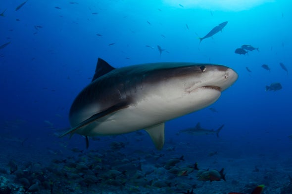 Tiger Sharks, Tracked over Decades, Are Shifting Their Haunts with Ocean Warming