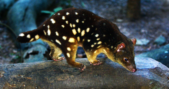 Speeding Up Evolution to Save an Australian Marsupial from Toxic Toads